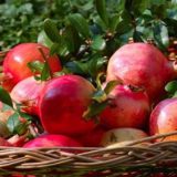 Plantažni uzgoj uz podršku države 11