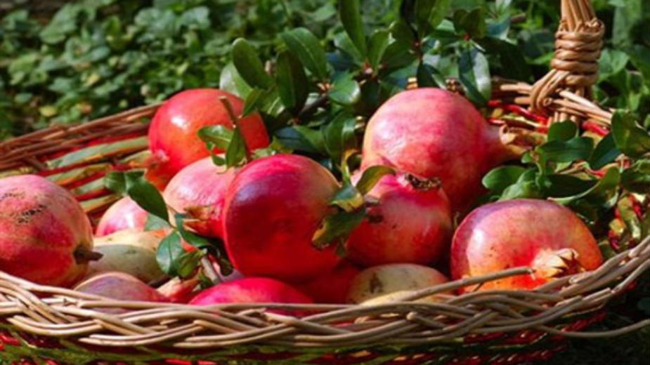 Plantažni uzgoj uz podršku države 1 Plantažni uzgoj uz podršku države 1