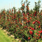 Za voćnjake 800.000 6