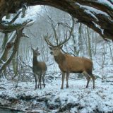 Najviše nominacija za "Trg" i "Na telu i duši" 1