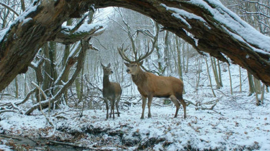 Najviše nominacija za "Trg" i "Na telu i duši" 1
