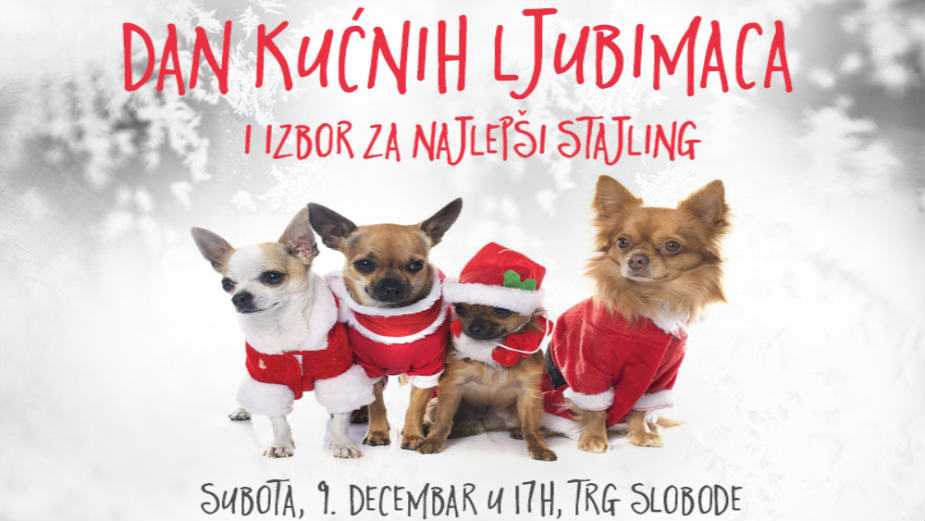 Dan kućnih ljubimaca na "Novosadskom Winter Festu" 1