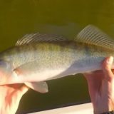 Odgovorno koristiti riblji fond 11