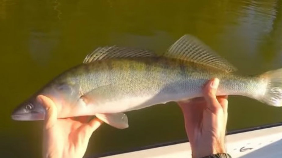 Odgovorno koristiti riblji fond 1