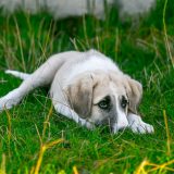 Pogrebne usluge za ljubimce 10