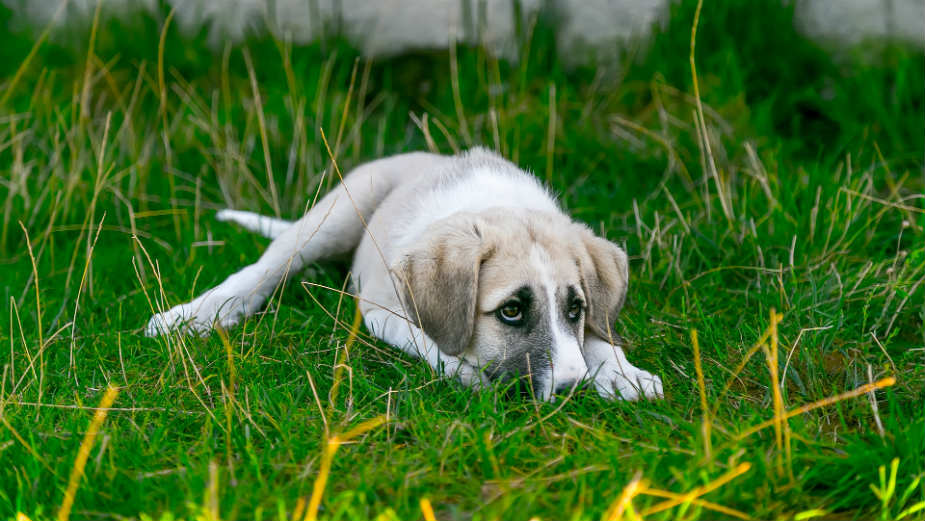 Pogrebne usluge za ljubimce 1