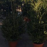 JKP Zelenilo: Kupujte jelke sa busenom, jer se time sprečava seča mladih stabala 7