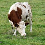 Preko aplikacije "Tader" krave mogu da pronađu partnera 15