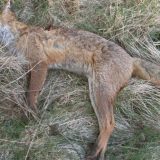 Masovno trovanje pesticidom 11