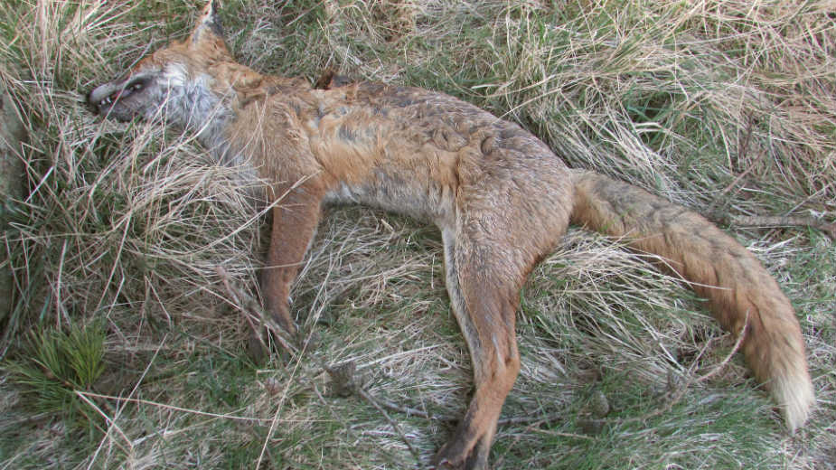 Masovno trovanje pesticidom 1