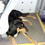 Psi sve češće traže spas od hladnoće u GSP-u 3