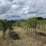 Podrška za lozu i vinarstvo 13