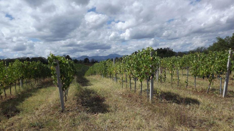 Podrška za lozu i vinarstvo 1