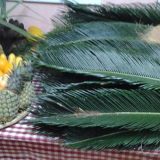 Filipini: Božić na Dalekom istoku 4