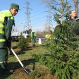 Tradicionalna sadnja novogodišnjih jelki 11