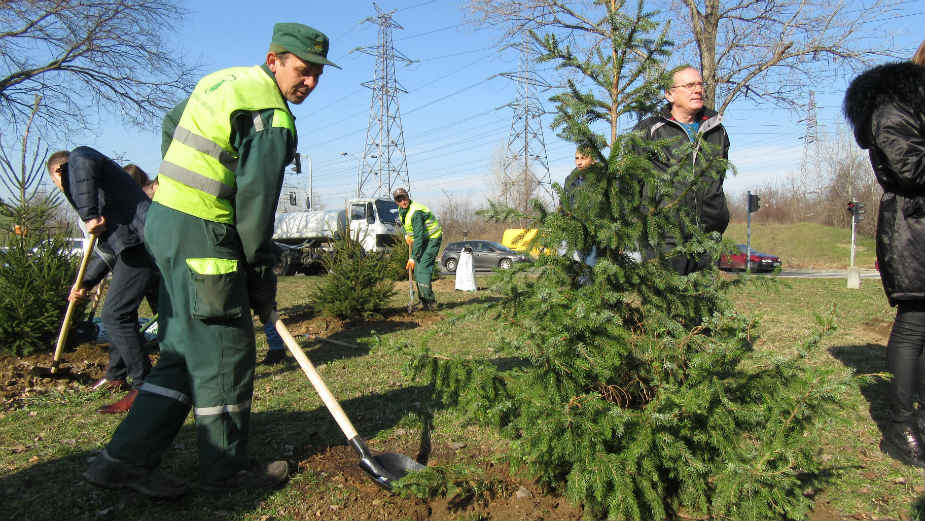 Tradicionalna sadnja novogodišnjih jelki 1