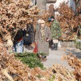 NP Fruška gora deli besplatno badnjake i upozorava građane da ne seku šumu 9