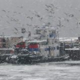 Plivanje na Bogojavljanje 6