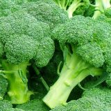 Brokolijem protiv prehlade, ali i kancera 1