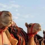 Diskvalifikovane kamile sa takmičenja za lepotu 2