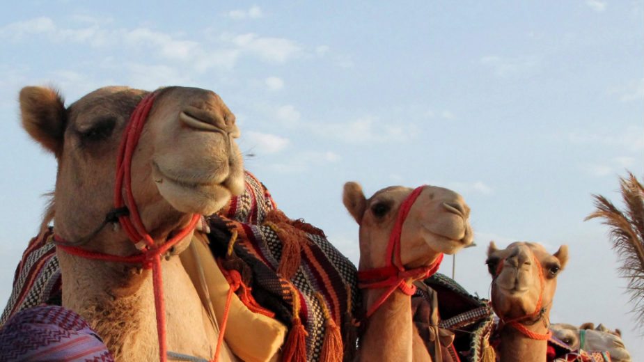Diskvalifikovane kamile sa takmičenja za lepotu 1