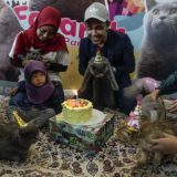 Najpopularnija mačka iz Malezije proslavila rođendan 12