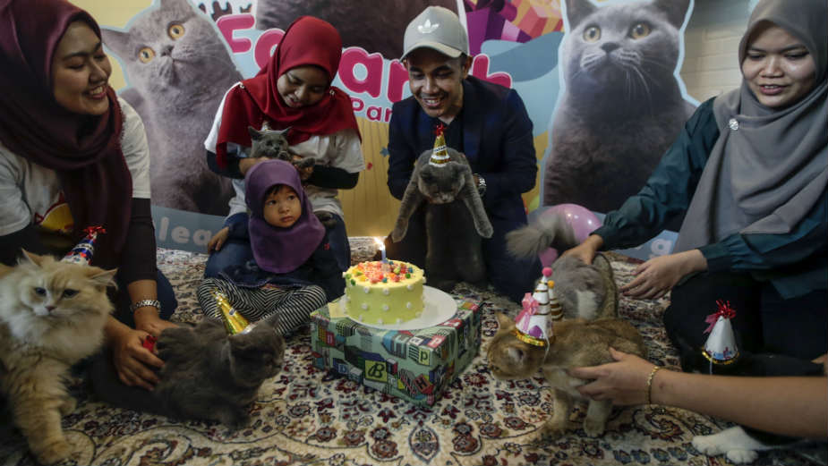 Najpopularnija mačka iz Malezije proslavila rođendan 1