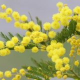 Spoj zabave, tradicije i kulture: Prvi put u Herceg Novom mjuzikl "Cvjetaj mimozo mala" 3