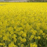 Duplirane površine pod uljanom repicom 6