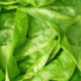 Zelena salata za miran san 7