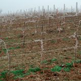 Vreme je za Šiler, gazdino vino 6