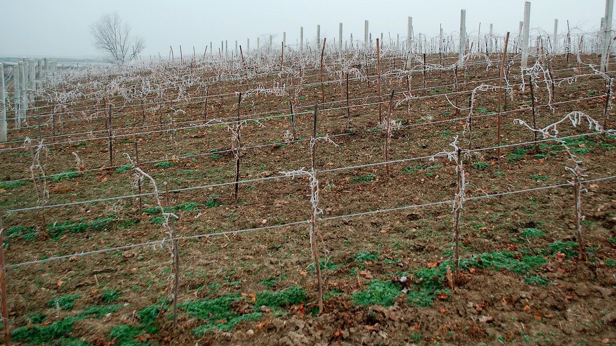 Vreme je za Šiler, gazdino vino 1 Vreme je za Šiler, gazdino vino 1