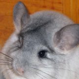 Nehuman biznis bez koristi za budžet 3