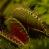 Matematika za biljke mesožderke 15