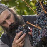 Crna tamjanika, sorta sa mitskim statusom 8