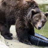 Medvedi na Paliću izašli iz jazbina; da li je kraj zime? 3