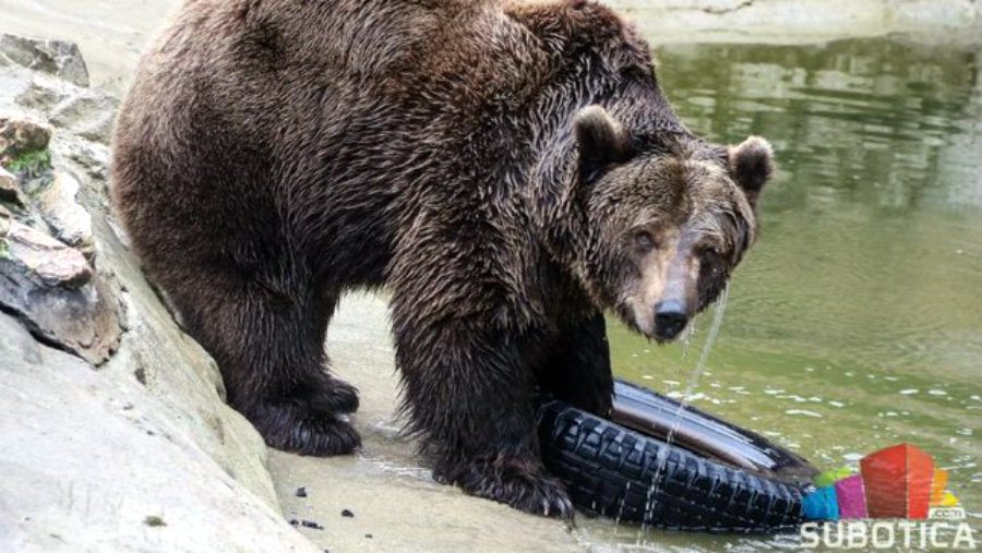 Medvedi na Paliću izašli iz jazbina; da li je kraj zime? 1