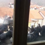 Golubovi nikad ne zaboravljaju lica 6