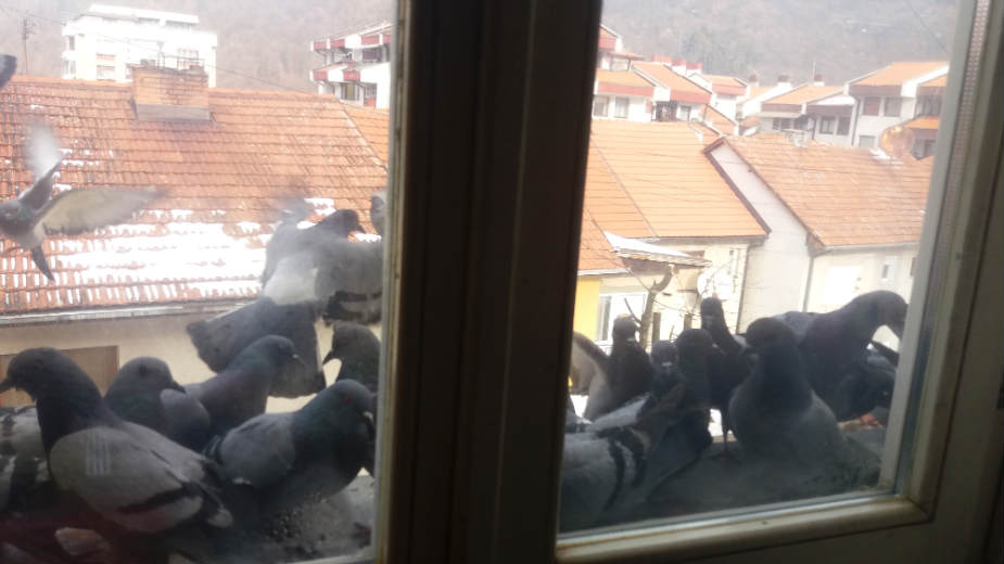 Golubovi nikad ne zaboravljaju lica 1