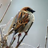 Populacija ptica u EU već nekoliko decenija u opadanju 12