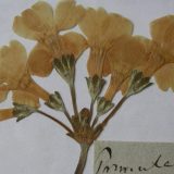 Herbarijum Josifa Pančića 1