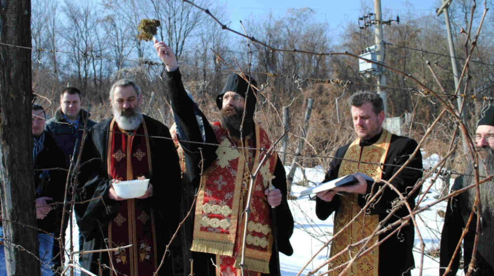 Negotinci po tradiciji proslavljaju Trifundan na Rajačkim pivnicama 1