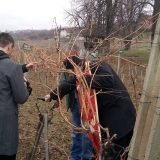 Proslava Svetog Trifuna u Aleksandrovcu 4