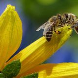 Otvara se azil za pčele u pčelinjaku "Košutnjak" 5