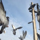 Dugovi od 2,7 milijardi dinara “potopili” brodogradilište 8