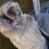 Otkrivena nova vrsta slepog miša u Srbiji 8