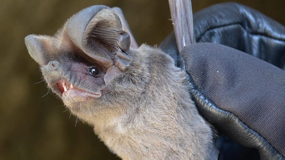 Otkrivena nova vrsta slepog miša u Srbiji 1