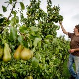 Rusija zabranila uvoz krušaka iz Srbije 4