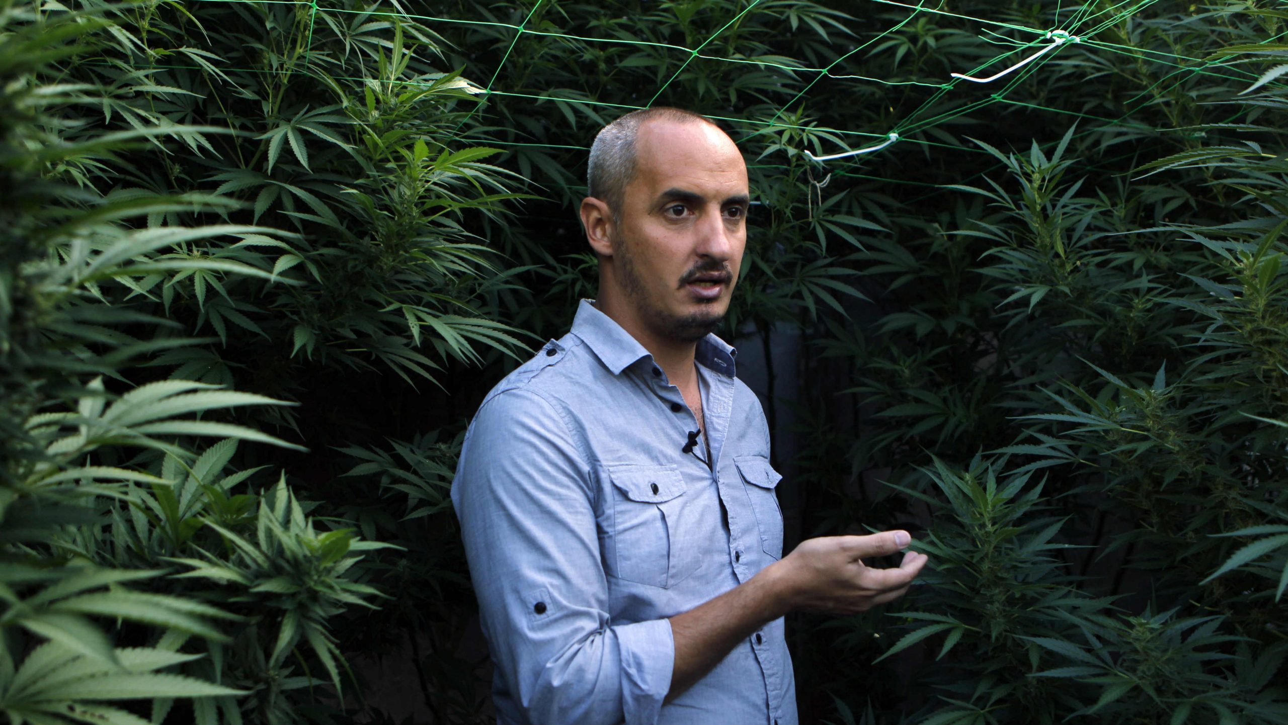 Medicinski kanabis polako ulazi u EU 1