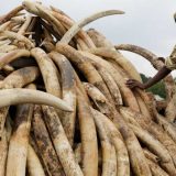 Ubijen američki istražitelj ilegalne prodaje slonovače 7